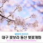 대구 꽃보라동산 벚꽃 - 2019년 대구벚꽃개화소식