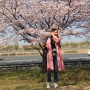 부산 삼락공원 벚꽃 축제 전 지금이 진정 명소