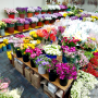 인천꽃도매 시장 상가 구월동 꽃도매