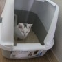 고양이,반려묘키우기) 고양이 화장실용품, 용변 시 프라이버시를 최대한 보장해주는'하겐 캣잇 후드 화장실'구입~