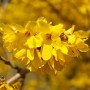 개나리 만발한 청초밭의 봄 ♡ (유채꽃 개화 시작, 자세히 보면 아름다운 꽃)