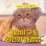 [클로펫] 고양이구토 다양한 원인과 해결법