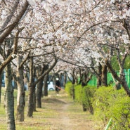 [대구벚꽃나들이]성서호산공원