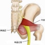 허리통증과 다리당김증상이 나타나는 이상근증후군(좌골신경통)은 스트레칭과 치료로..- 수원신성한의원