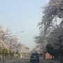 봄인가 봅니다 벚꽃이 한창이네요 ^^