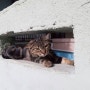 터키 이스탄불 길고양이 모음집 / 터키의 고양이 사랑♥
