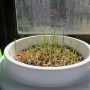 하겐 캣잇 캣그라스/캣그래스 키우기 화분(Catit Grass planter) :: 고양이 장난감 헤어볼 제거 가든키트 캣글라스