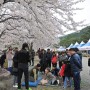 오감만족 속초 상도문 솔밭유원지에서 설악 벚꽃축제 개최 -2019.4.6~7