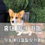 홍대라쿤카페 -홍데데이트 추천 '악동애니멀힐링카페'