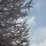 능포 양지암 조각공원 벚꽃구경 하러오세요~!