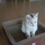 고양이,반려묘키우기) 고양이 스크래쳐!튼튼한 골판지! 깜찍하고 귀여운 디자인~"닥터페이퍼 빅 스퀘어 스크레쳐"