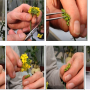 생명과학실험 : 속성배추(Rapid cycle Brassica rapa) 탐구