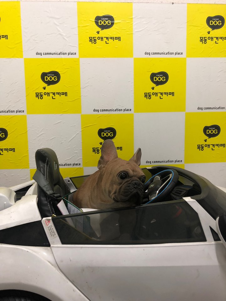 강서구 애견호텔 애견카페 카카오독, 댕댕이랑 즐거운 시간!