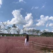 함안 핑크뮬리 명소 악양생태공원에서 가을감성 담기