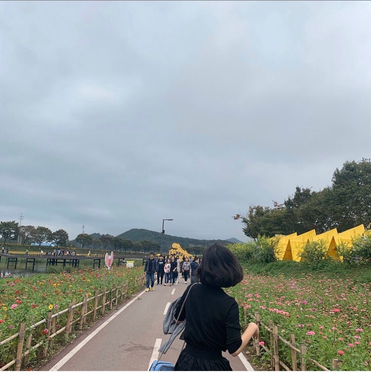 장성 노란 꽃 축제 | 낮술 : 네이버 블로그 장성 노란 꽃 축제 | 낮술 : 네이버 블로그