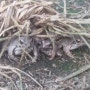 월학 개구리농장 10월초 북방산 개구리 모습.(개구리즙 전문농장)