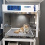 대전 수컷고양이 중성화수술, 갈마동 리본동물병원