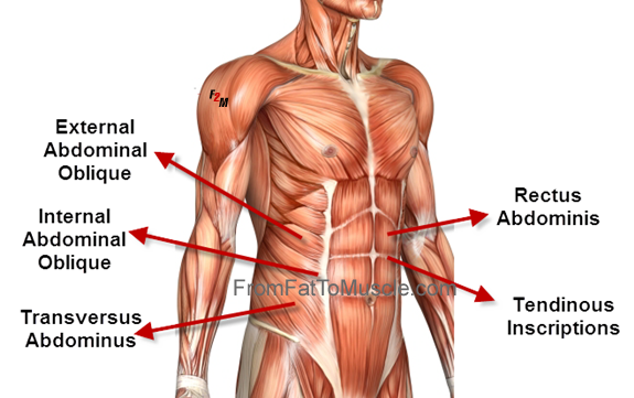코어근육??(Core Muscle) : 네이버 블로그