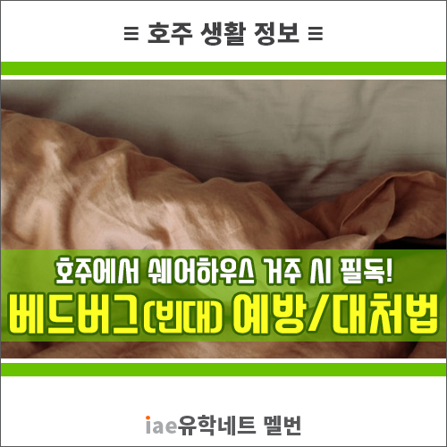 [호주 생활 정보] 베드버그란? 호주 쉐어하우스/백팩커/숙소 침구 베드버그(빈대) 예방&대처법 : 네이버 블로그