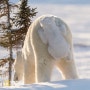 북극곰 - 내셔널지오그래픽 오늘의 포토