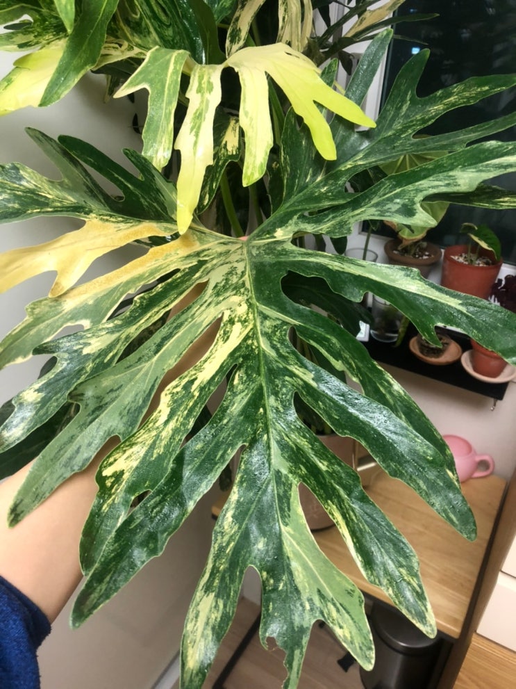 Thaumatophyllum Hybrid Variegata : 네이버 블로그