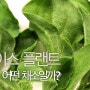 이색 채소 아이스플랜트 , 당뇨잡고 다이어트까지