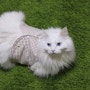 고양이 털조끼, 강아지 털조끼: 가을을 닮은 브라운 체크