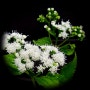 [식물] 서양등골나물 (White snakeroot, White sanicle, Richweed)