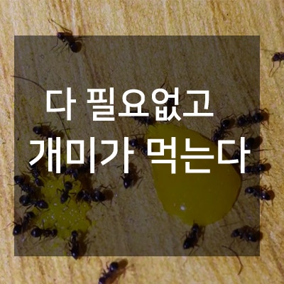 개미없애는법 집개미 날개달린개미 다 모여 : 네이버 블로그