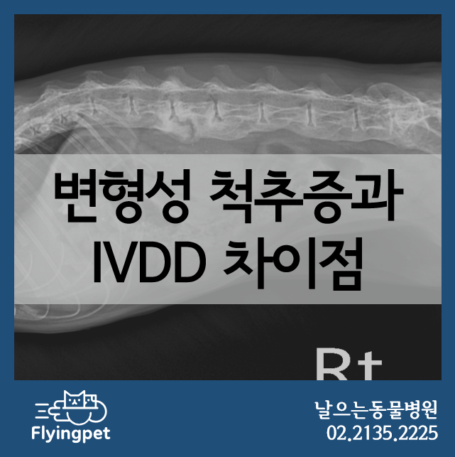 변형성 척추증과 IVDD의 차이점 / 강아지 디스크 증상, 고양이 디스크 증상, Spondylosis, 강아지후지파행, 고양이 ...