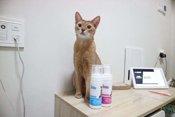 고양이 샴푸 추천 - 더캣츠 포밍 워터리스 샴푸 the cats foaming waterless cat shampoo (펫더맨 ...