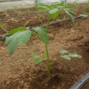 유기농대추토마토 심기
