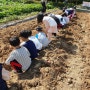 농촌체험농장 6차산업농 가을 고구마수확 드론찰영