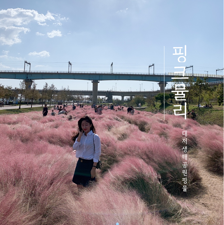 부산 강서구 가볼만한곳 :: 부산 대저생태공원 핑크뮬리