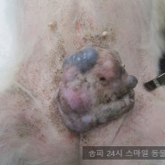 15살 강아지 유방암 / 강아지 유선종양 수술