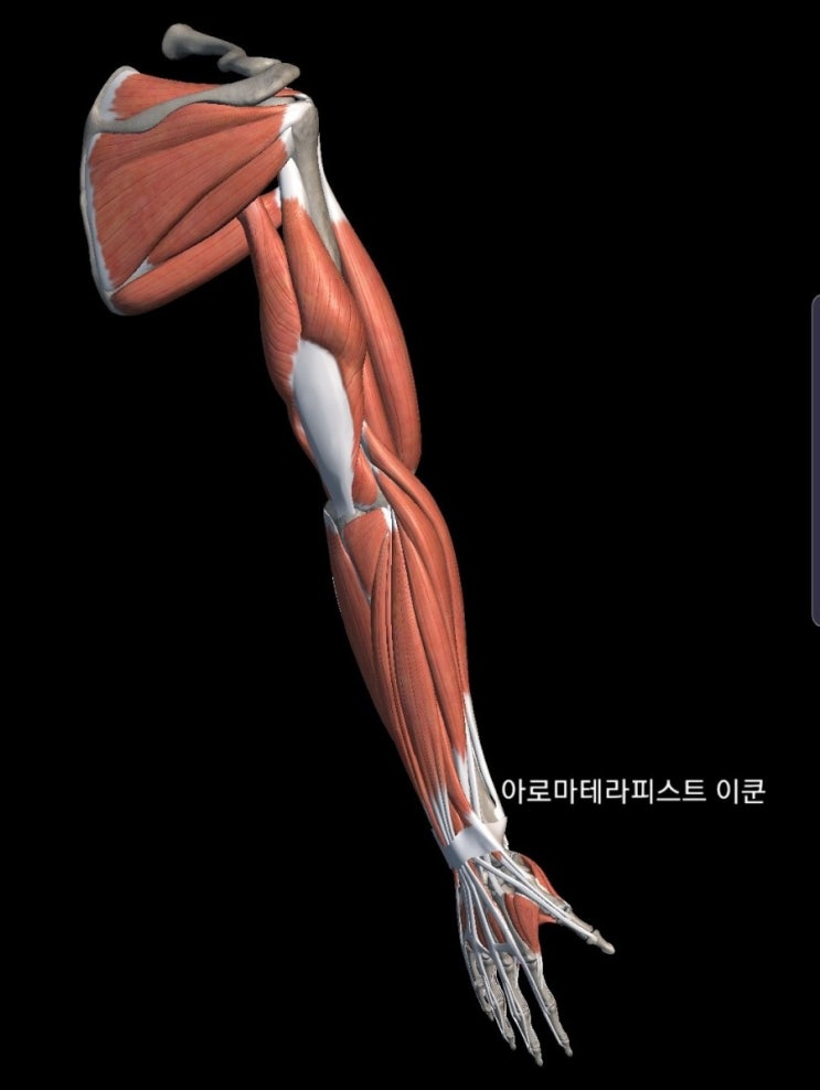해부학 마사지 팔근육 명칭 외우기 Upper limb : 네이버 블로그
