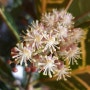 크로톤꽃 관엽식물 이녀석이 원래 꽃이 자주 피나요?