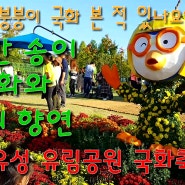 뽀로로, 붕붕이 국화 본 적 있나요? 국화 5천만 송이와 빛의 향연, 대전 유성 유림공원 국화축제