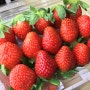 [공씨네과일] 1화방 올해 첫 딸기가 왔어요!! (과일 전국택배 됩니다) 안양, 과천, 의왕지역 택배 및 픽업가능.