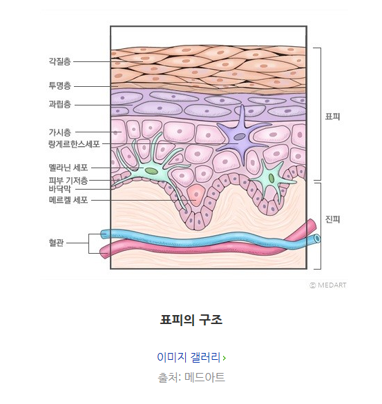 피부의 구조- 표피, 진피, 피하조직 : 네이버 블로그