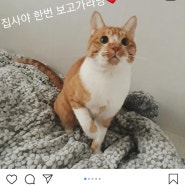 [곰승이네 첫 궁팡] 코코쓰담쓰담 고양이용 전신목욕장갑 지인 추천 사용 후기