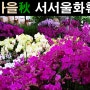 가을 서서울화훼시장 꽃구경 A flower market view (Healing)