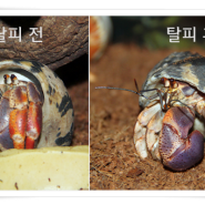 신비한 소라게 탈피에 대해..