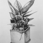[드로잉] 식물 화분 소묘 따라 그리기, 군자역 창조의아침 미술학원