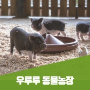 평창 우루루 동물농장