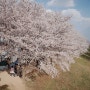 불로동, 아양교 벚꽃터널