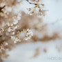 아양교 벚꽃터널