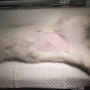대전 리본 동물병원, 1cm 최소절개법 암컷 고양이 중성화수술