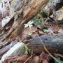 주왕산에서 본 너도바람꽃 크기만한 구절초