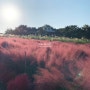 전남 함평 핑크뮬리 주포한옥마을&돌머리해수욕장 가을물씬 ~